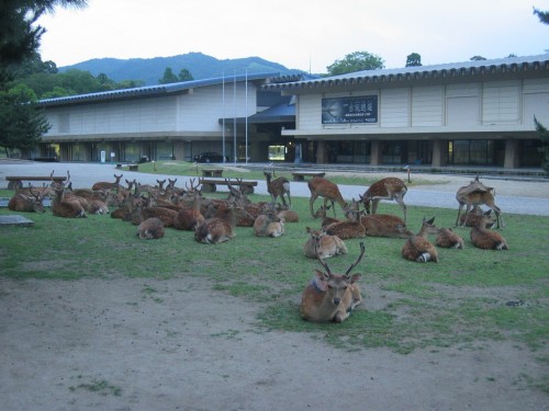 Biches à Nara